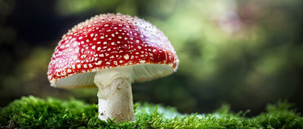 Fliegenpilz und Recht